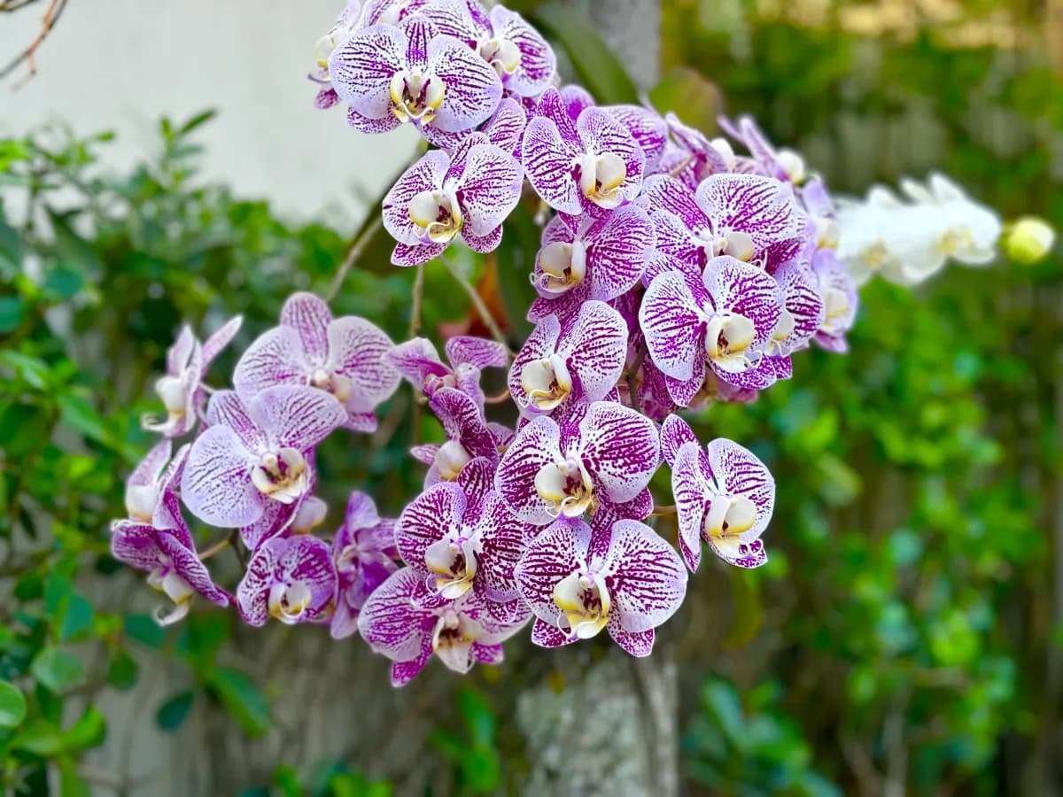 image00004webp